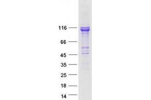 Validation with Western Blot (FAM115A Protein (Myc-DYKDDDDK Tag))