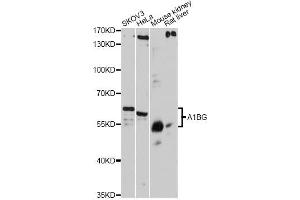 Western blot analysis of extracts of various cell lines, using A1BG antibody.