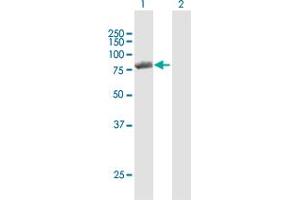 Western Blot analysis of PNPT1 expression in transfected 293T cell line by PNPT1 MaxPab polyclonal antibody. (PNPT1 antibody  (AA 1-783))