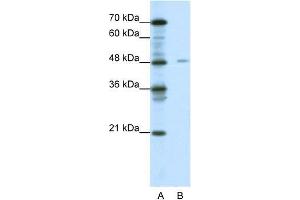Human Jurkat; WB Suggested Anti-NFIX Antibody Titration: 0. (NFIX antibody  (Middle Region))