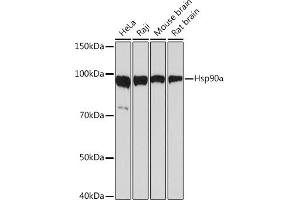 Western blot analysis of extracts of various cell lines, using Hsp90α Rabbit mAb (ABIN7267588) at 1:1000 dilution. (HSP90AA1 antibody)
