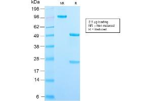 SDS-PAGE Analysis Purified CD209 Recombinant Rabbit Monoclonal Antibody (C209/2749R). (Recombinant DC-SIGN/CD209 antibody)