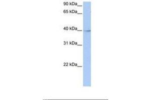 Image no. 1 for anti-Zinc Finger and BTB Domain Containing 6 (ZBTB6) (AA 182-231) antibody (ABIN6739098) (ZBTB6 antibody  (AA 182-231))