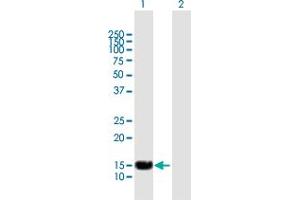 Western Blot analysis of SP140 expression in transfected 293T cell line by SP140 MaxPab polyclonal antibody. (SP140 antibody  (AA 1-172))