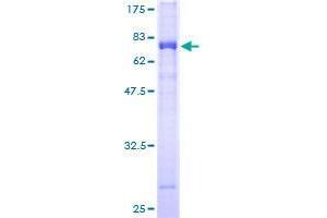 TSSK1B Protein (AA 1-367) (GST tag)