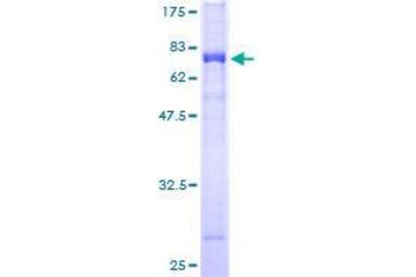 TSSK1B Protein (AA 1-367) (GST tag)