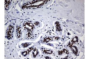 Image no. 2 for anti-Nibrin (NBN) (AA 183-460) antibody (ABIN1491059) (Nibrin antibody  (AA 183-460))