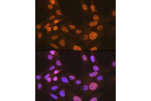 Immunofluorescence analysis of U-2 OS cells using CDC16 Rabbit mAb (ABIN1678585, ABIN3017837, ABIN3017838 and ABIN7101525) at dilution of 1:100 (40x lens). (CDC16 antibody)