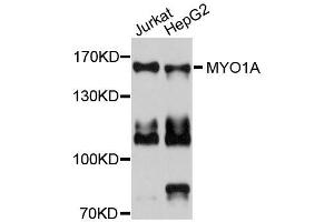 Western blot analysis of extracts of various cell lines, using MYO1A antibody (ABIN5996323) at 1/1000 dilution. (Myosin IA antibody)
