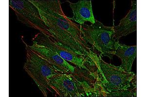 Immunofluorescence (IF) image for anti-AHNAK Nucleoprotein (AHNAK) (N-Term) antibody (ABIN302097)