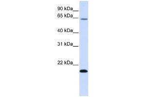 Western Blotting (WB) image for anti-Family with Sequence Similarity 19 (Chemokine (C-C Motif)-Like), Member A3 (FAM19A3) (Middle Region) antibody (ABIN634975)