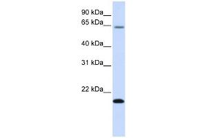 FAM19A3 antibody used at 1 ug/ml to detect target protein.