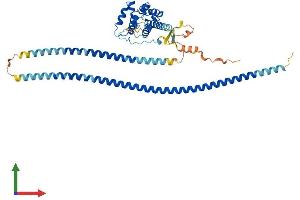 AlphaFold protein structure predicition of Mouse Recombinant Rufy3 Protein, UniprotID Q9D394
