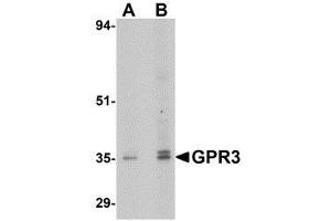 Western blot analysis of GPR3 in EL4 cell lysate with GPR3 antibody at (A) 1 and (B) 2 μg/ml.