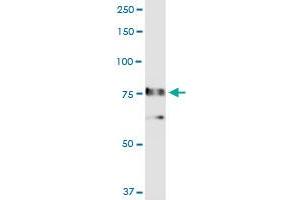 Western Blotting (WB) image for anti-RalA Binding Protein 1 (RALBP1) (AA 1-655) antibody (ABIN524339)