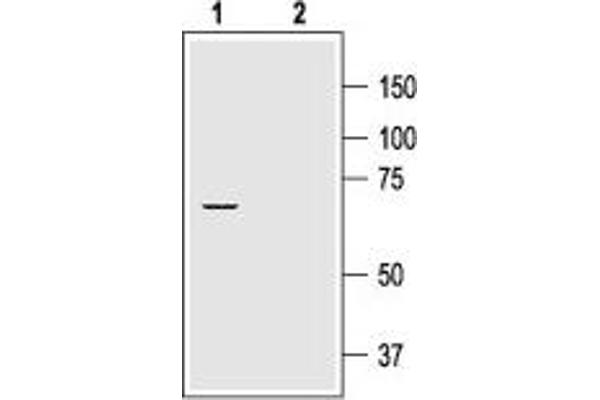 KCNA2 antibody  (C-Term, Intracellular)