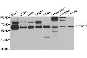 Western blot analysis of extracts of various cell lines, using TROVE2 antibody. (TROVE2 antibody)