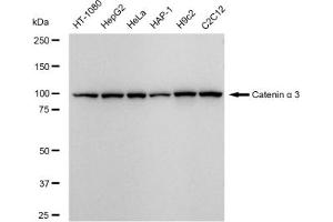 anti-Catenin (Cadherin-Associated Protein), alpha 3 (CTNNA3) antibody