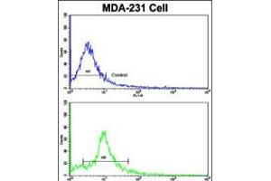 Flow cytometric analysis of MDA-231 cells using (bottom histogram) compared to a negative control cell (top histogram). (NUP62 antibody  (C-Term))