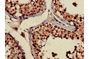 Immunohistochemistry of paraffin-embedded human testis tissue using ABIN7168160 at dilution of 1:100 (PRPS2 antibody  (AA 11-106))