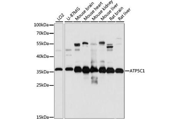 ATP5C1 antibody  (AA 26-298)