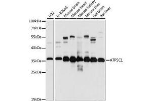 Western blot analysis of extracts of various cell lines, using C1 antibody (ABIN7265723) at 1:1000 dilution. (ATP5C1 antibody  (AA 26-298))