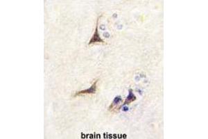 Immunohistochemistry (IHC) image for anti-Nerve Growth Factor beta (NGFB) antibody (ABIN3003483) (NGFB antibody)