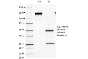SDS-PAGE Analysis of Purified, BSA-Free MALT1 Antibody (clone MT1/410). (MALT1 antibody  (AA 701-808))