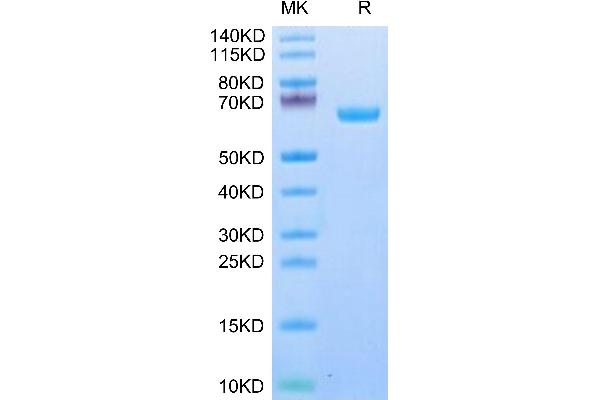 IL22 Receptor alpha 1 Protein (AA 16-228) (Fc Tag)