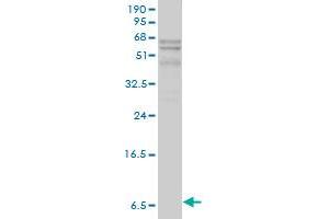 APOC1 antibody  (AA 1-83)