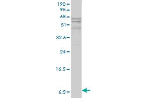 APOC1 antibody  (AA 1-83)