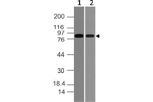 Image no. 1 for anti-Vav 2 Guanine Nucleotide Exchange Factor (VAV2) (AA 610-824) antibody (ABIN5027630) (VAV2 antibody  (AA 610-824))