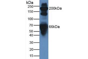 Figure. (C3 antibody  (AA 1000-1326))