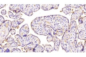 Immunohistochemistry (IHC) image for anti-Annexin A5 (ANXA5) (AA 1-320) antibody (ABIN7425791)