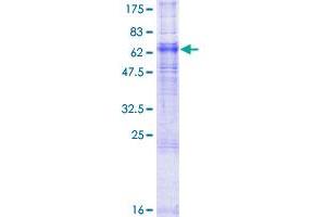 Image no. 1 for Adenosine A2a Receptor (ADORA2A) (AA 1-412) protein (GST tag) (ABIN2752709)