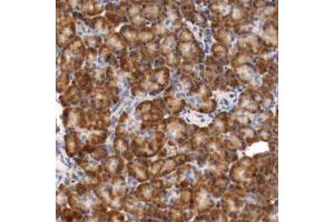Immunohistochemical staining of human pancreas with TNFSF12-TNFSF13 polyclonal antibody  shows strong cytoplasmic positivity in exocrine glandular cells. (TNFSF13 antibody)