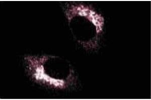 Immunoflourescence staining of normal rat kidney. (ARHGAP4 antibody  (AA 843-955))