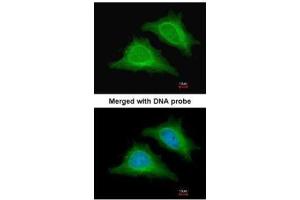 ICC/IF Image Immunofluorescence analysis of paraformaldehyde-fixed HeLa, using AMPK gamma-2, antibody at 1:200 dilution.