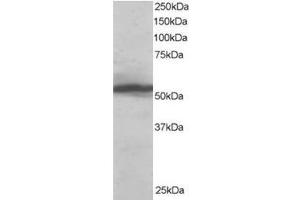 Image no. 1 for anti-Karyopherin alpha 2 (RAG Cohort 1, Importin alpha 1) (KPNA2) (C-Term) antibody (ABIN374392)