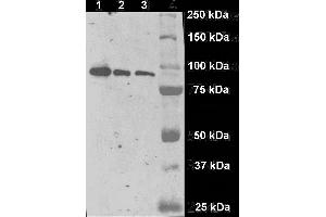 Immunostaining of a fragment of human GCPII (aminoacids 44-750) produced in S2 cells on Western blot by GCP-04 monoclonal antibody.