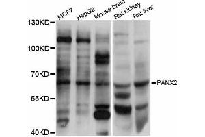 Western blot analysis of extracts of various cell lines, using PANX2 antibody (ABIN5998448) at 1:3000 dilution.