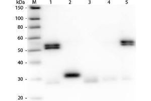 Western Blot of Anti-Rat IgG (H&L) (GOAT) Antibody (Min X Human Serum Proteins) . (Goat anti-Rat IgG (Heavy & Light Chain) Antibody (Biotin) - Preadsorbed)