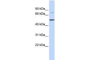 WB Suggested Anti-BAAT Antibody Titration:  0. (BAAT antibody  (N-Term))