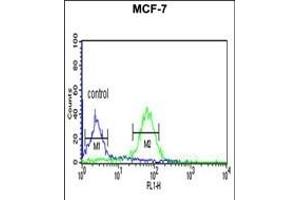 WDR37 Antibody (C-term) (ABIN653198 and ABIN2842745) flow cytometric analysis of MCF-7 cells (right histogram) compared to a negative control cell (left histogram). (WDR37 antibody  (C-Term))