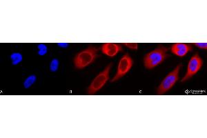 Immunocytochemistry/Immunofluorescence analysis using Rabbit Anti-Hsp90 beta Polyclonal Antibody .