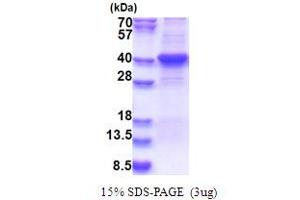 SDS-PAGE (SDS) image for Lipase, Endothelial (LIPG) (AA 21-340) protein (His tag) (ABIN5777536) (LIPG Protein (AA 21-340) (His tag))