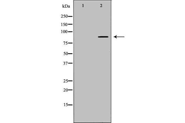 ARNT antibody  (N-Term)