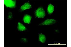 Immunofluorescence of purified MaxPab antibody to AZU1 on HeLa cell. (Azurocidin antibody  (AA 1-251))