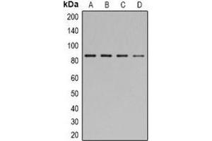 Western blot analysis of STAT1 (pY701) expression in HEK293T (A), NIH3T3 (B), mouse brain (C), COS7 (D) whole cell lysates.