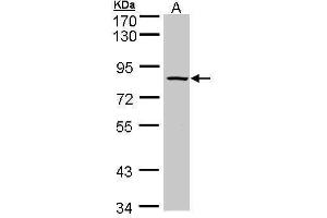 WB Image Sample (30 ug of whole cell lysate) A: Raji , 7. (ADAM33 antibody  (C-Term))